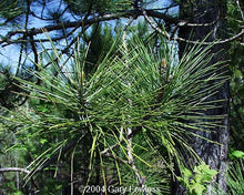 Load image into Gallery viewer, Red Pine (Pinus resinosa)
