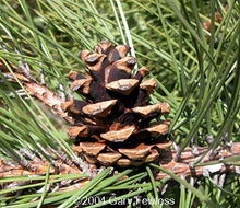 Load image into Gallery viewer, Red Pine (Pinus resinosa)
