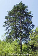 Load image into Gallery viewer, Red Pine (Pinus resinosa)
