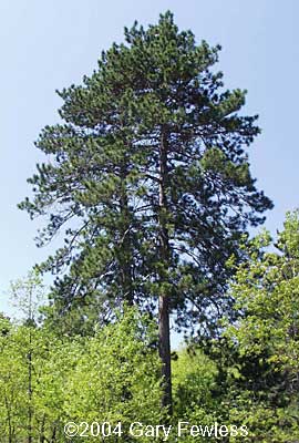 Red Pine (Pinus resinosa)