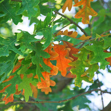 Load image into Gallery viewer, White Oak (Quercus alba)
