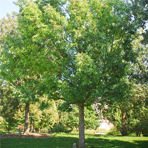 White Oak (Quercus alba)