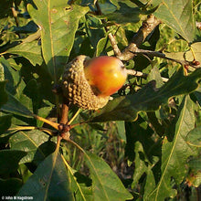 Load image into Gallery viewer, White Oak (Quercus alba)
