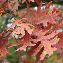 Load image into Gallery viewer, White Oak (Quercus alba)
