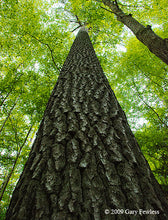 Load image into Gallery viewer, White Pine (Pinus strobus)
