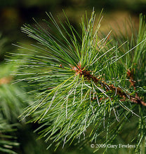 Load image into Gallery viewer, White Pine (Pinus strobus)
