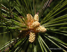 Load image into Gallery viewer, White Pine (Pinus strobus)
