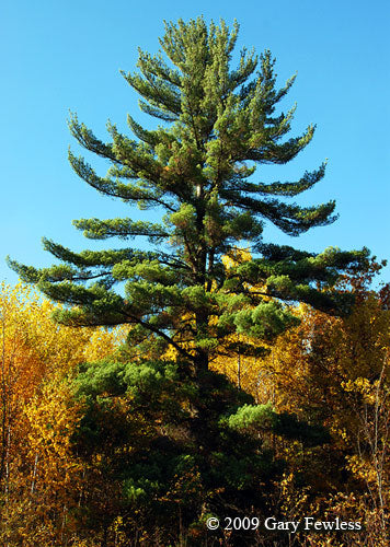 White Pine (Pinus strobus)