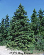 Load image into Gallery viewer, White Spruce (Picea glauca)
