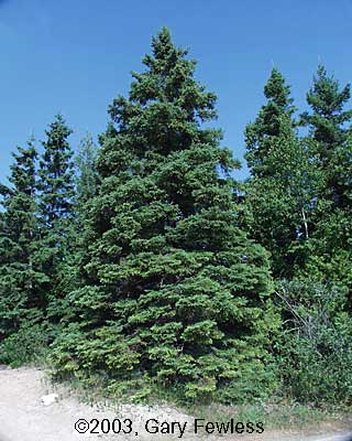 White Spruce (Picea glauca)