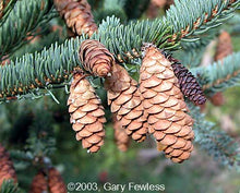 Load image into Gallery viewer, White Spruce (Picea glauca)
