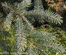 Load image into Gallery viewer, White Spruce (Picea glauca)
